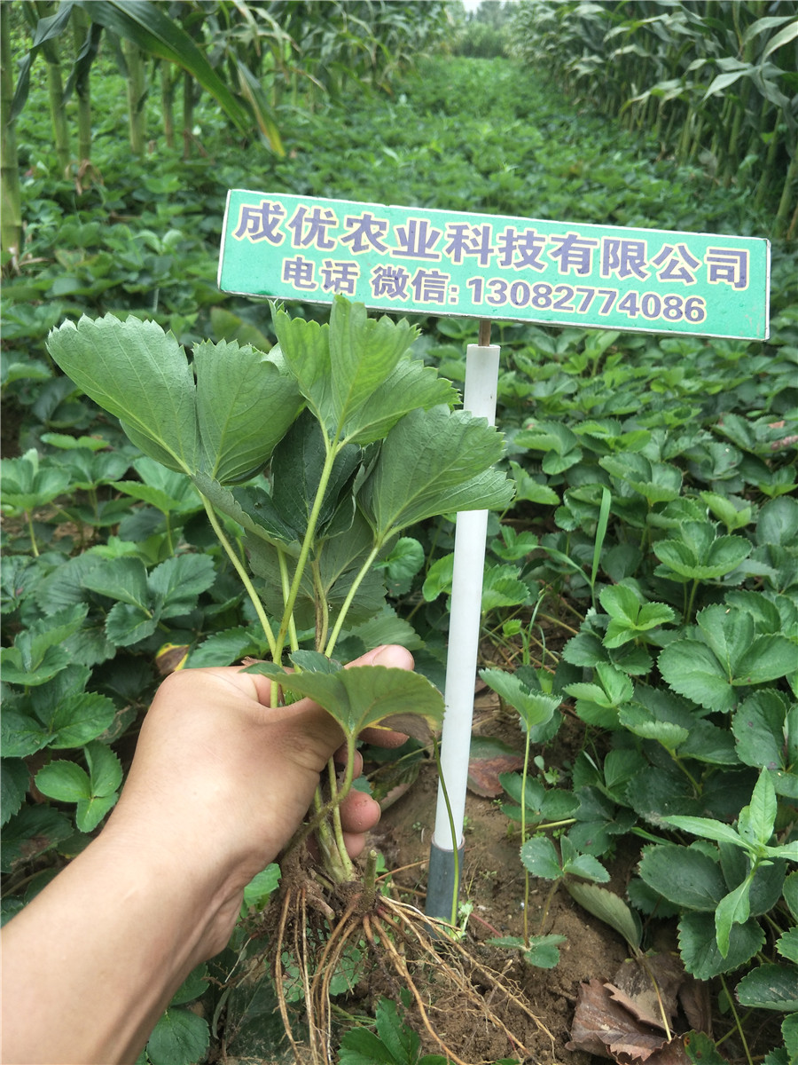 草莓苗木繁殖技术，牛奶草莓苗图片