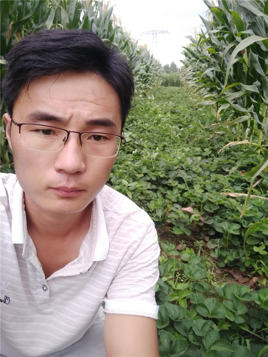 草莓苗一棵多少錢(qián)，哪里賣(mài)好草莓苗