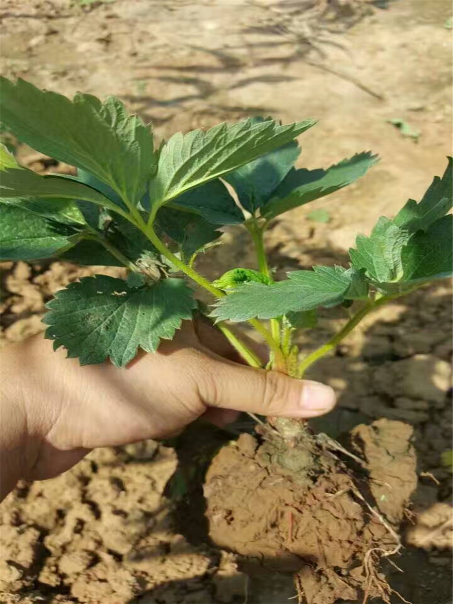 草莓苗種苗，草莓苗種植技術(shù)