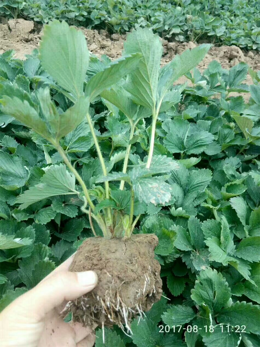 草莓苗廠家，哪里賣牛奶草莓苗
