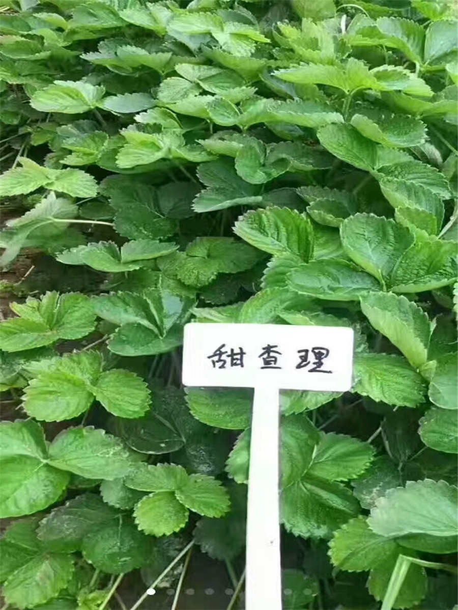 草莓苗一棵多少錢，山東牛奶草莓基地