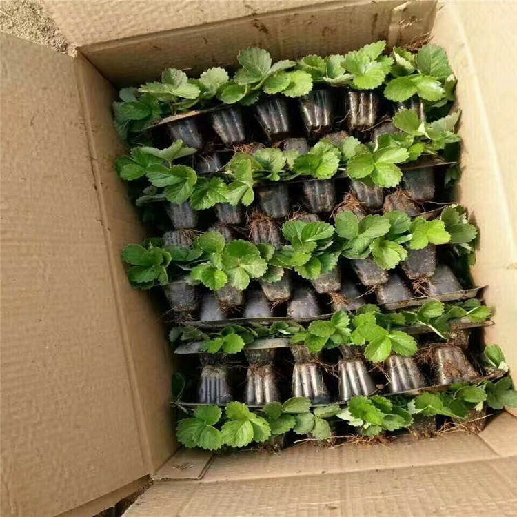 山東草莓苗，草莓苗一棵多少錢