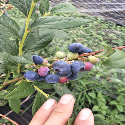 适应四川蓝莓营养价值,都克蓝莓苗