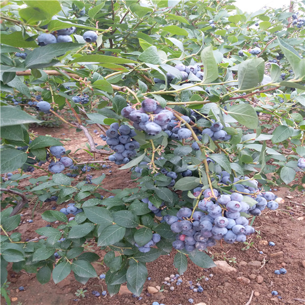 基地5年蓝莓苗,薄雾蓝莓苗