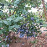 那处有大蓝莓苗木价格,南高丛蓝莓苗