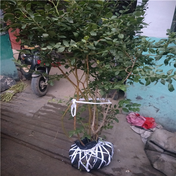 現(xiàn)在誰(shuí)有藍(lán)莓苗賣,南高叢藍(lán)莓苗