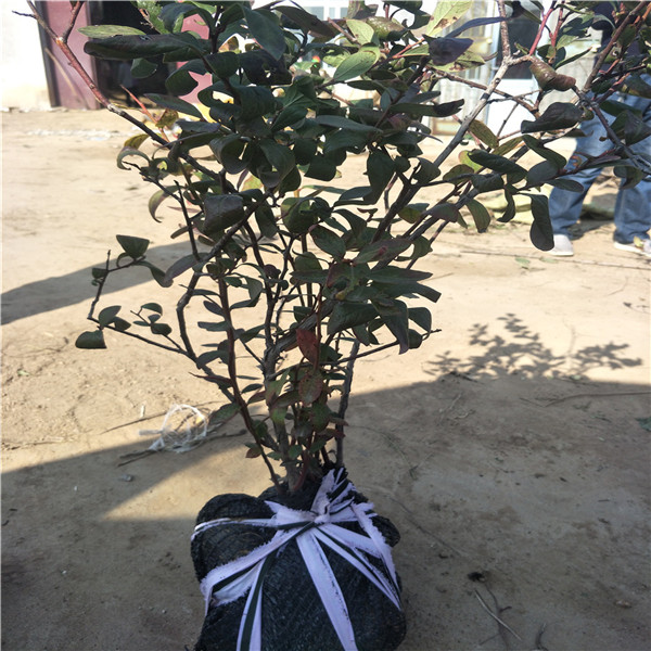 現在什么價格,藍莓苗基地電話,南高叢藍莓苗