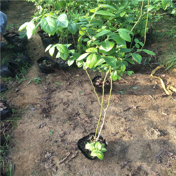 三年五年蓝莓苗区别,蓝莓苗卖,19年蓝莓苗价格