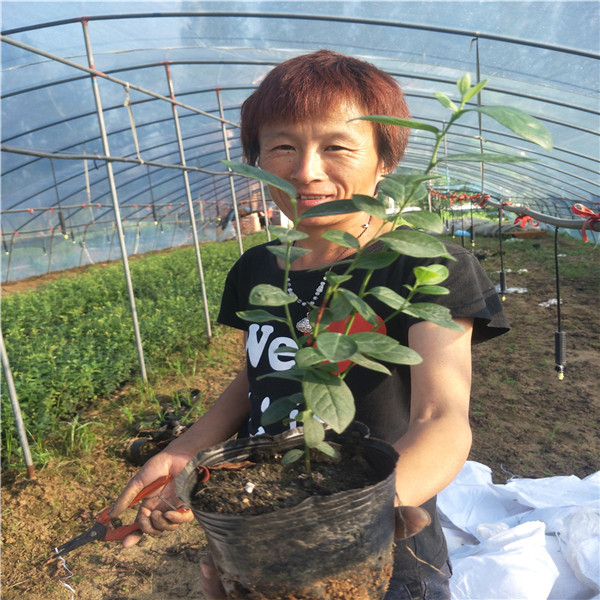 三年五年藍(lán)莓苗區(qū)別,3年藍(lán)莓苗多錢,都克藍(lán)莓苗