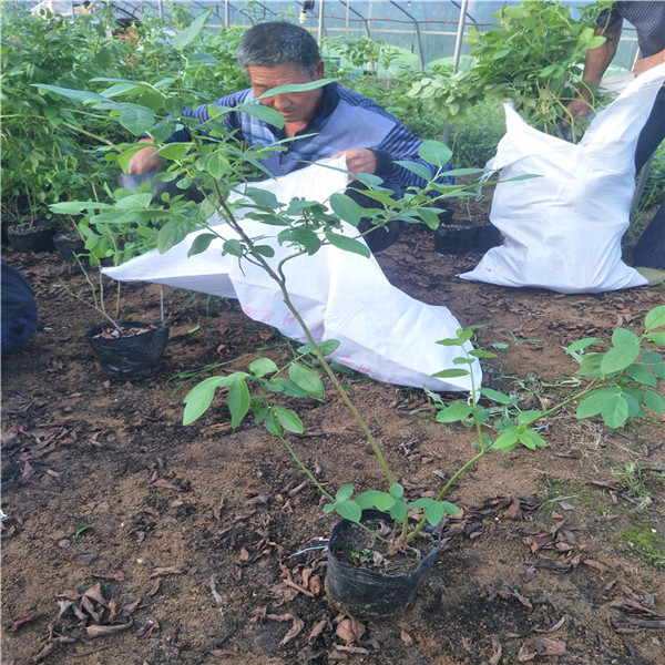 什么時間栽大藍莓苗,南高叢藍莓苗