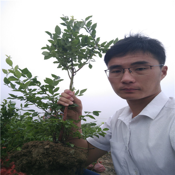 那處有大藍莓苗木價格,都克藍莓苗