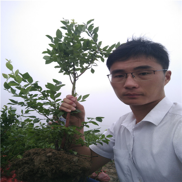 三年五年藍(lán)莓苗區(qū)別,藍(lán)莓營養(yǎng)價(jià)值,薄霧藍(lán)莓苗
