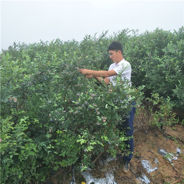 三年五年蓝莓苗区别,蓝莓苗卖,19年蓝莓苗价格