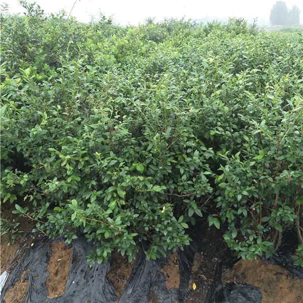 現(xiàn)在什么價(jià)格,求購(gòu)藍(lán)莓苗,19年藍(lán)莓苗價(jià)格