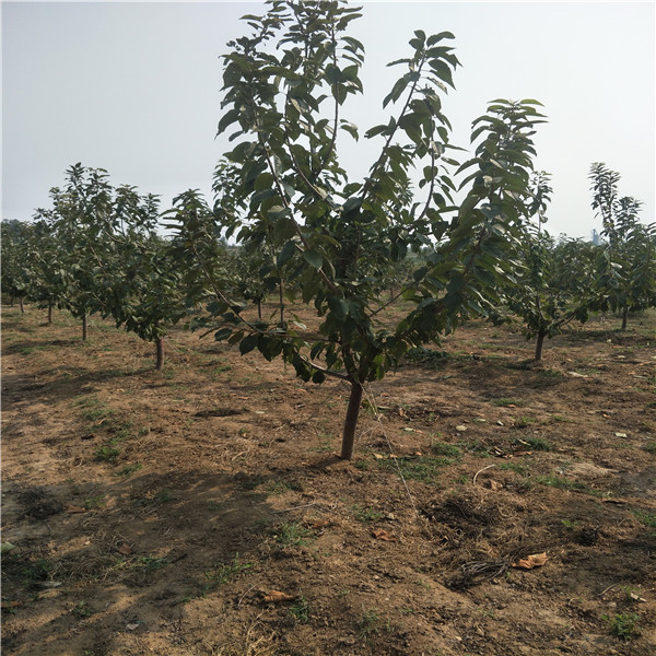 供應(yīng)5年藍莓苗,新品種藍莓苗