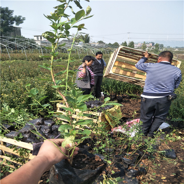 蓝莓苗需要嫁接吗？,蓝莓苗基地电话,南高丛蓝莓苗