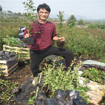 三年五年藍(lán)莓苗區(qū)別,5年藍(lán)莓苗多少錢,薄霧藍(lán)莓苗
