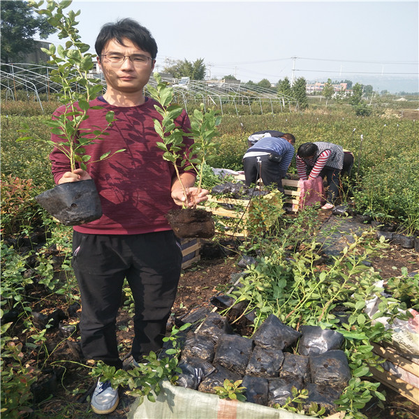 适应河北蓝莓营养价值,南高丛蓝莓苗