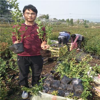 现在什么价格5年蓝莓苗多少钱,19年蓝莓苗价格