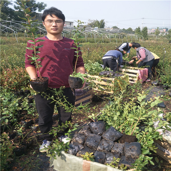 藍(lán)莓苗需要嫁接嗎？大藍(lán)莓苗木價(jià)格,北高叢藍(lán)莓苗