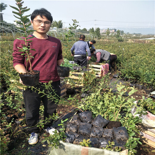 哪里有蓝莓苗,蓝丰蓝莓苗