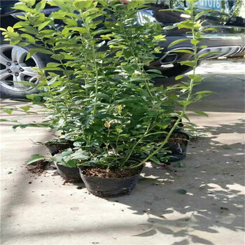 組培藍莓苗藍莓苗苗木簡介,薄霧藍莓苗