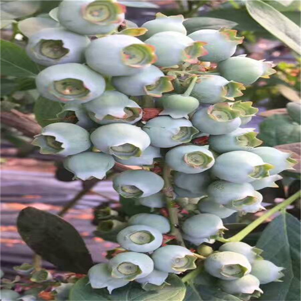 適應河北藍莓苗