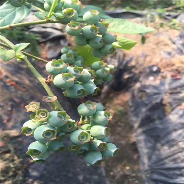 蓝莓苗需要嫁接吗？,基地批发蓝莓苗,19年蓝莓苗价格