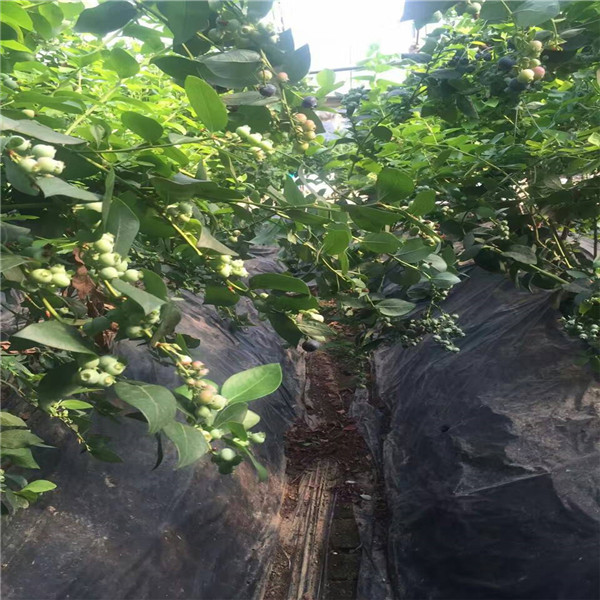 什么時間栽5年藍莓苗,南高叢藍莓苗