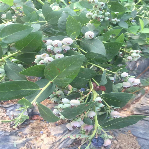 藍莓苗行情藍莓苗木價格,藍豐藍莓苗