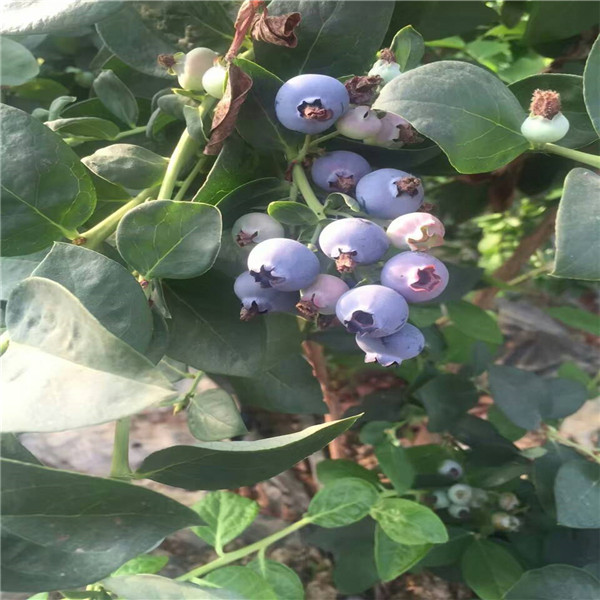 什么地方多大蓝莓苗木价格,蓝丰蓝莓苗