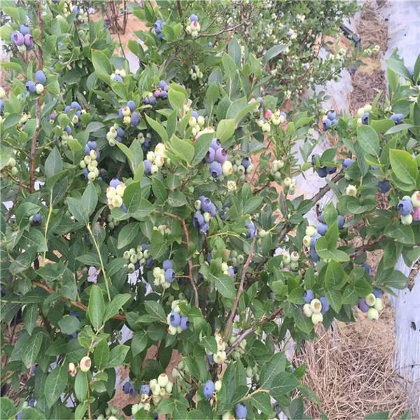 三年五年蓝莓苗区别,,基地批发蓝莓苗,南高丛蓝莓苗