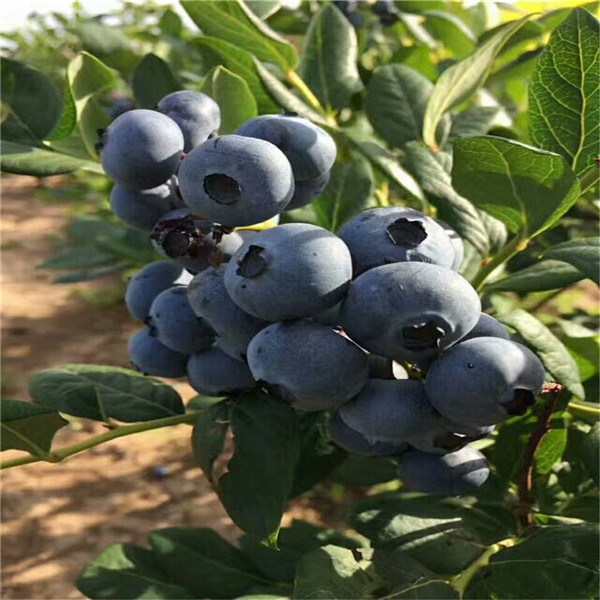 现在谁有5年蓝莓苗多少钱,适应南方蓝莓苗