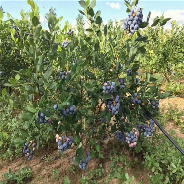 蓝莓苗行情,高产蓝莓苗简介,南高丛蓝莓苗