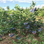 耐寒蓝莓蓝莓苗木,都克蓝莓苗