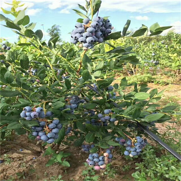 什么地方多高产蓝莓苗简介适应北方蓝莓苗