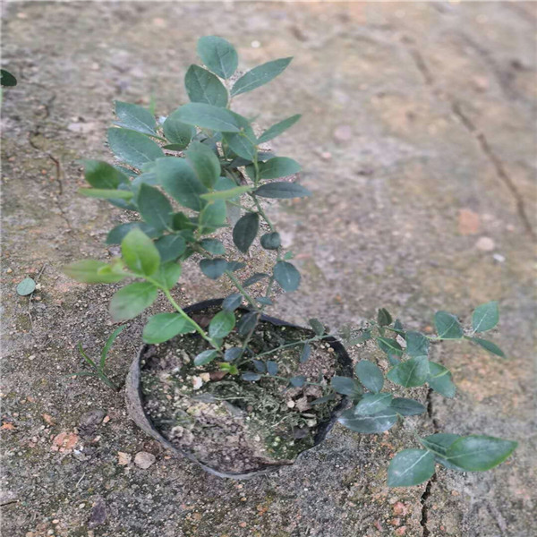 基地藍(lán)莓苗苗木,薄霧藍(lán)莓苗
