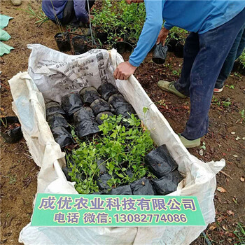 三年五年藍(lán)莓苗區(qū)別,3年藍(lán)莓苗多錢,新品種藍(lán)莓苗