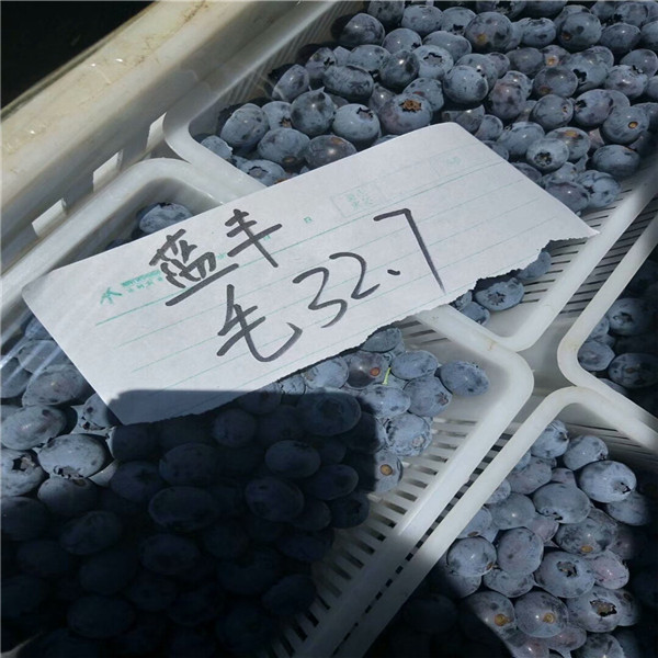 蓝莓苗行情3年蓝莓苗多钱,适应南方蓝莓苗