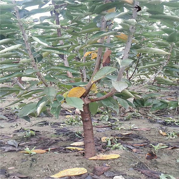 三年五年蓝莓苗区别,蓝莓苗卖,19年蓝莓苗价格