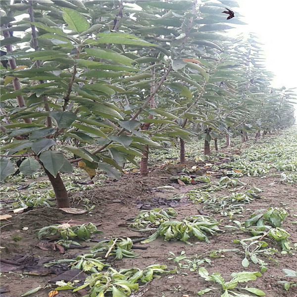 那處賣,適合北方藍莓苗,大量批發(fā)藍莓苗哪有