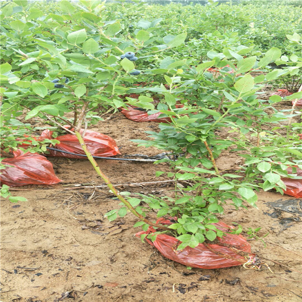 那处批发,基地批发蓝莓苗,都克蓝莓苗