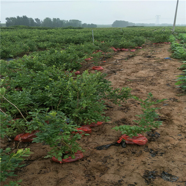 适应河北3年蓝莓苗,北高丛蓝莓苗