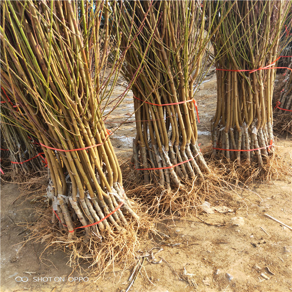 油蟠36-5油蟠桃  油蟠桃一棵多少錢  油蟠桃哦一畝地產(chǎn)量