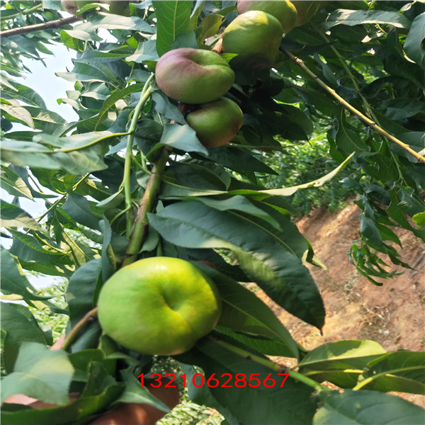 油蟠36-5油蟠桃  油蟠桃一棵多少錢  油蟠桃哦一畝地產(chǎn)量
