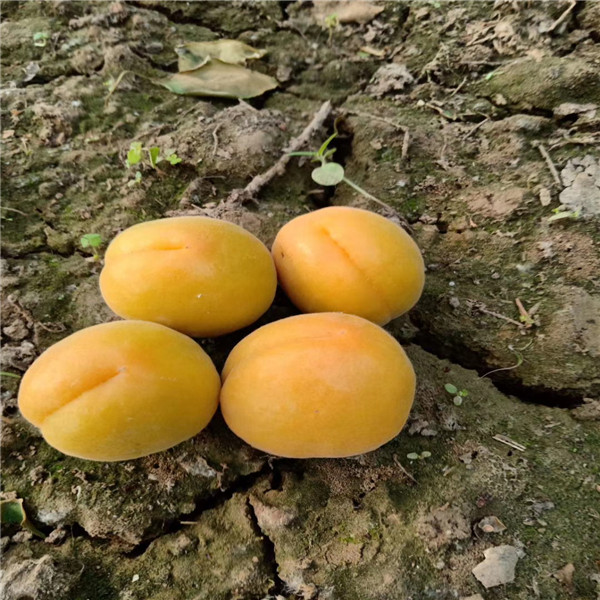 油蟠36-5油蟠桃  油蟠桃一棵多少錢  油蟠桃哦一畝地產(chǎn)量