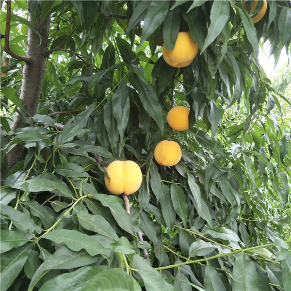 油蟠桃种植技术  哪里有油蟠桃  油蟠桃好吃吗