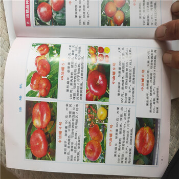 油蟠桃種植技術(shù)哪里有油蟠桃油蟠桃好吃嗎