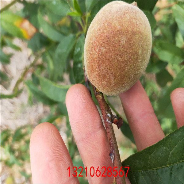 風(fēng)味天后油蟠桃  油蟠桃那個品種好  油盤桃賣價多少錢