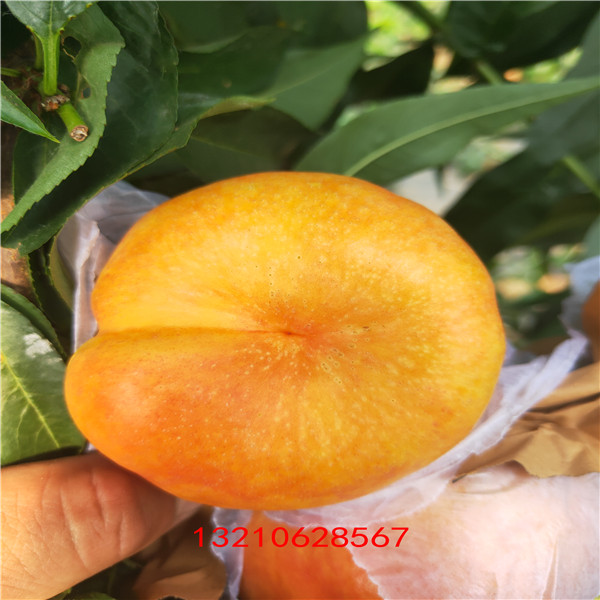 風(fēng)味天后油蟠桃  油蟠桃那個品種好  油盤桃賣價多少錢
